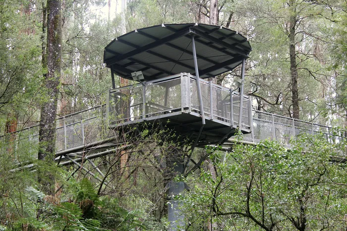 Elevated canopy walkway through rainforest