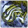 Chromodoris logo