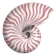 Nautilus logo
